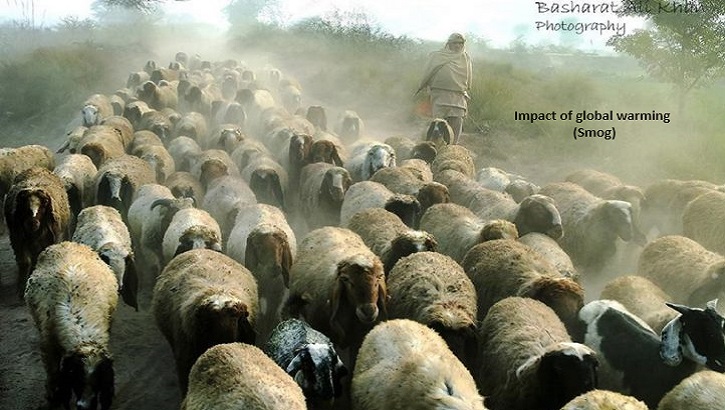 Global Warming threat by livestock and its control